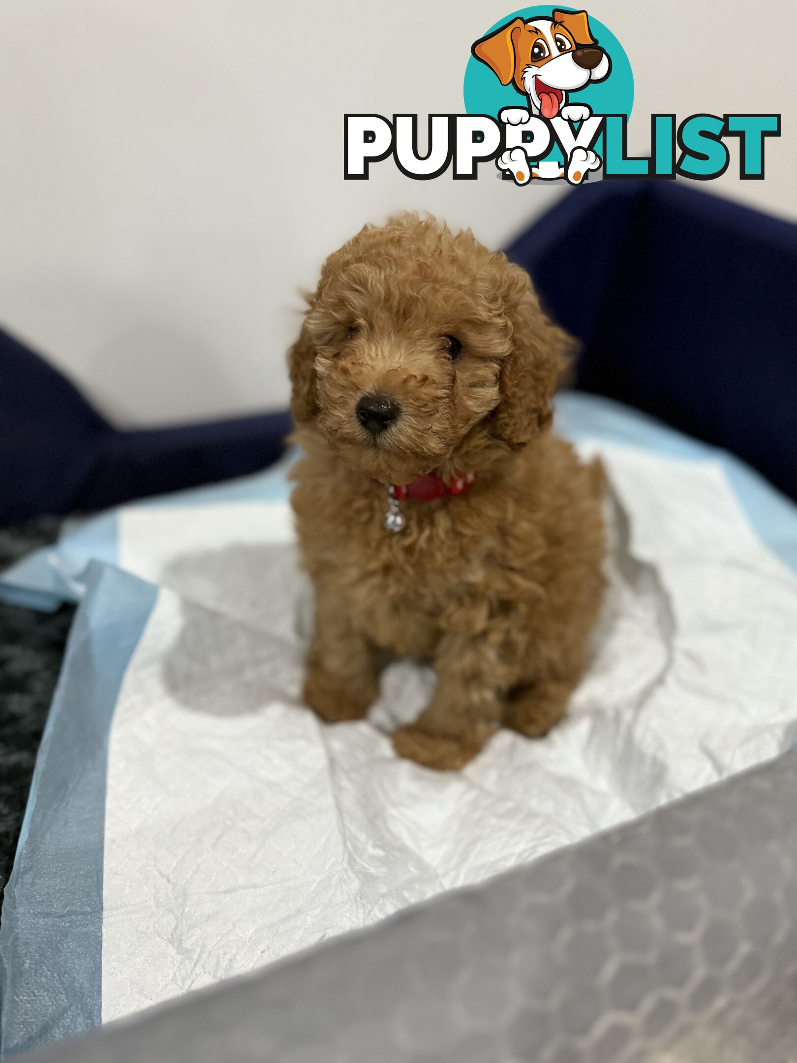 Purebred toy poodles