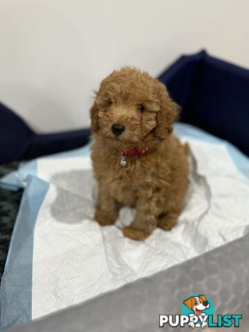 Purebred toy poodles