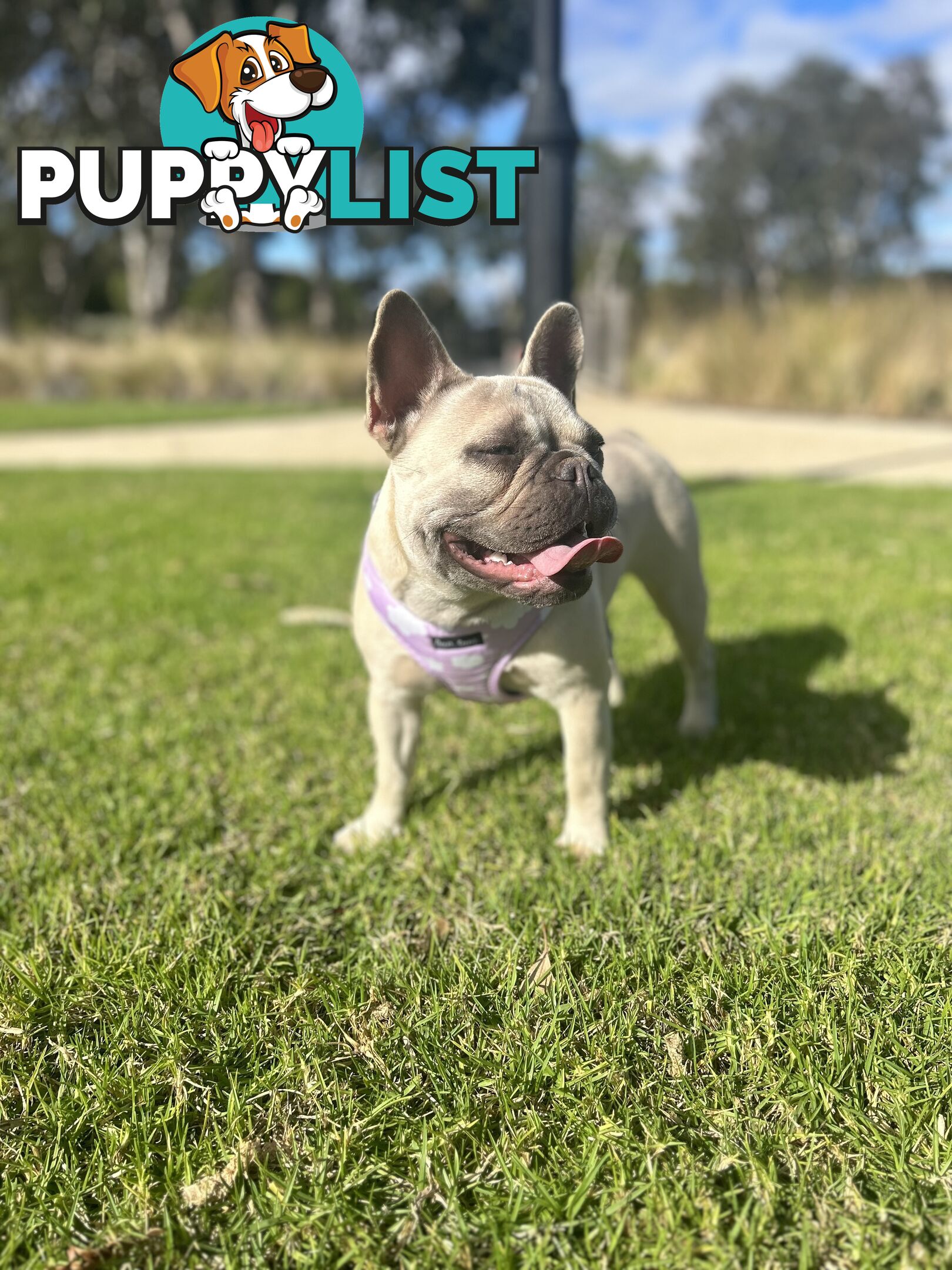 Purebred French Bulldog puppies