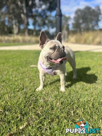 Purebred French Bulldog puppies