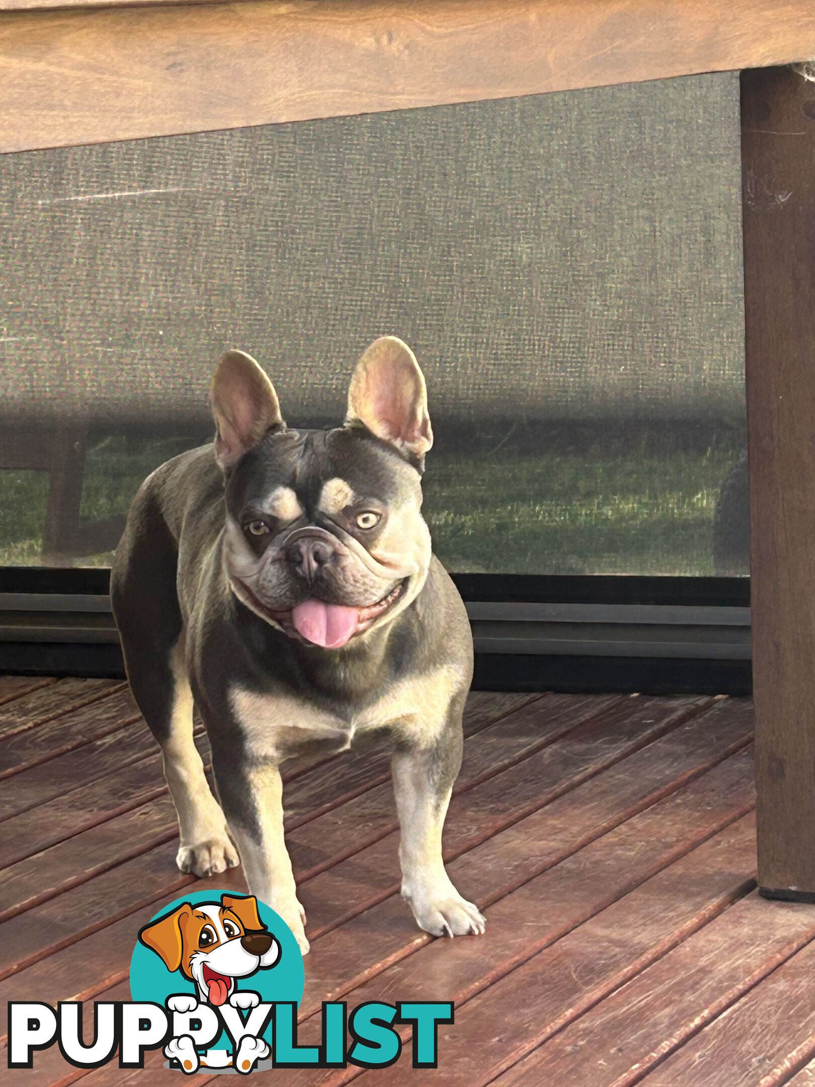 Purebred French Bulldog puppies
