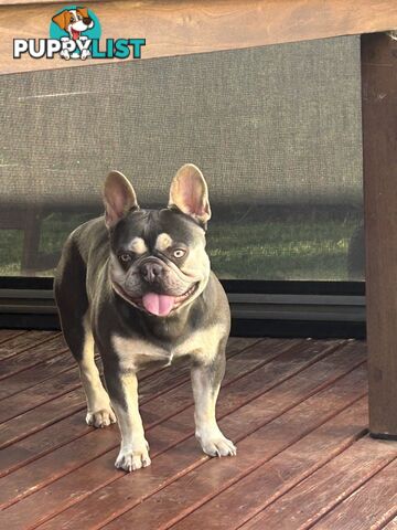 Purebred French Bulldog puppies