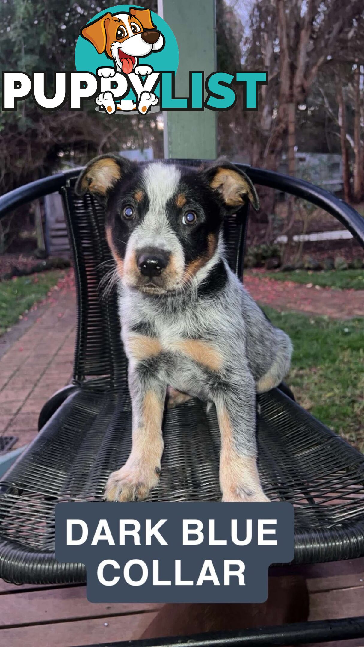 Australia cattle dogs