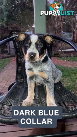 Australia cattle dogs