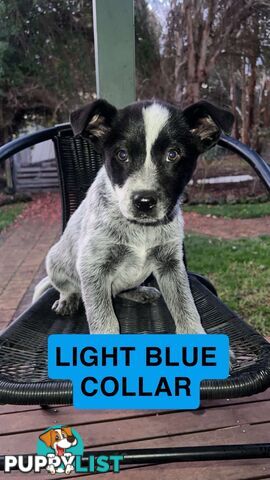 Australia cattle dogs