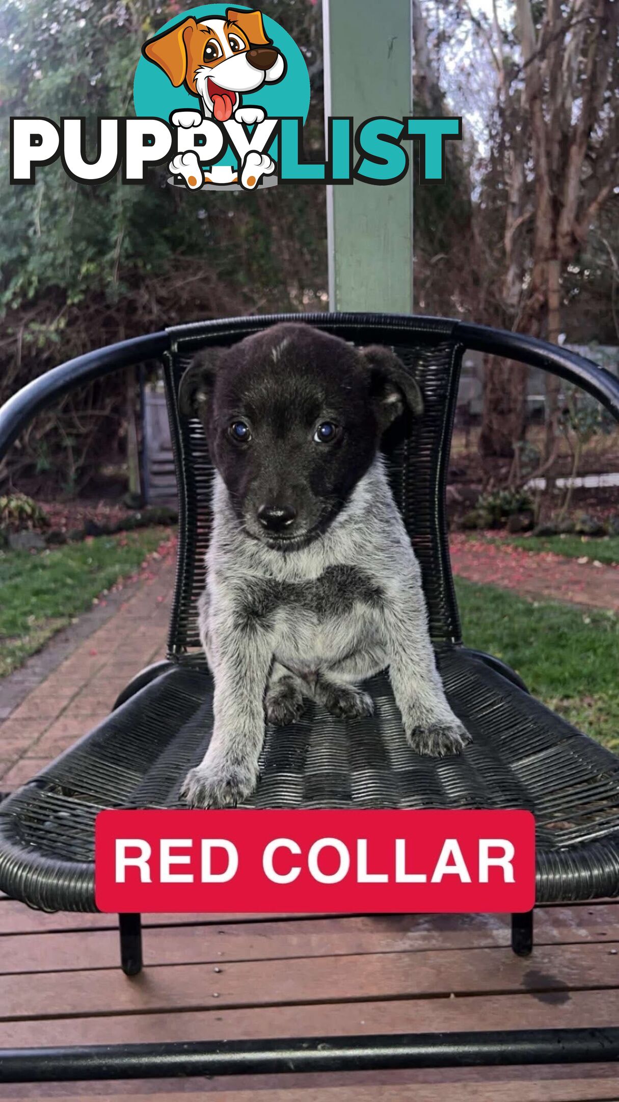 Australia cattle dogs