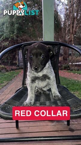 Australia cattle dogs