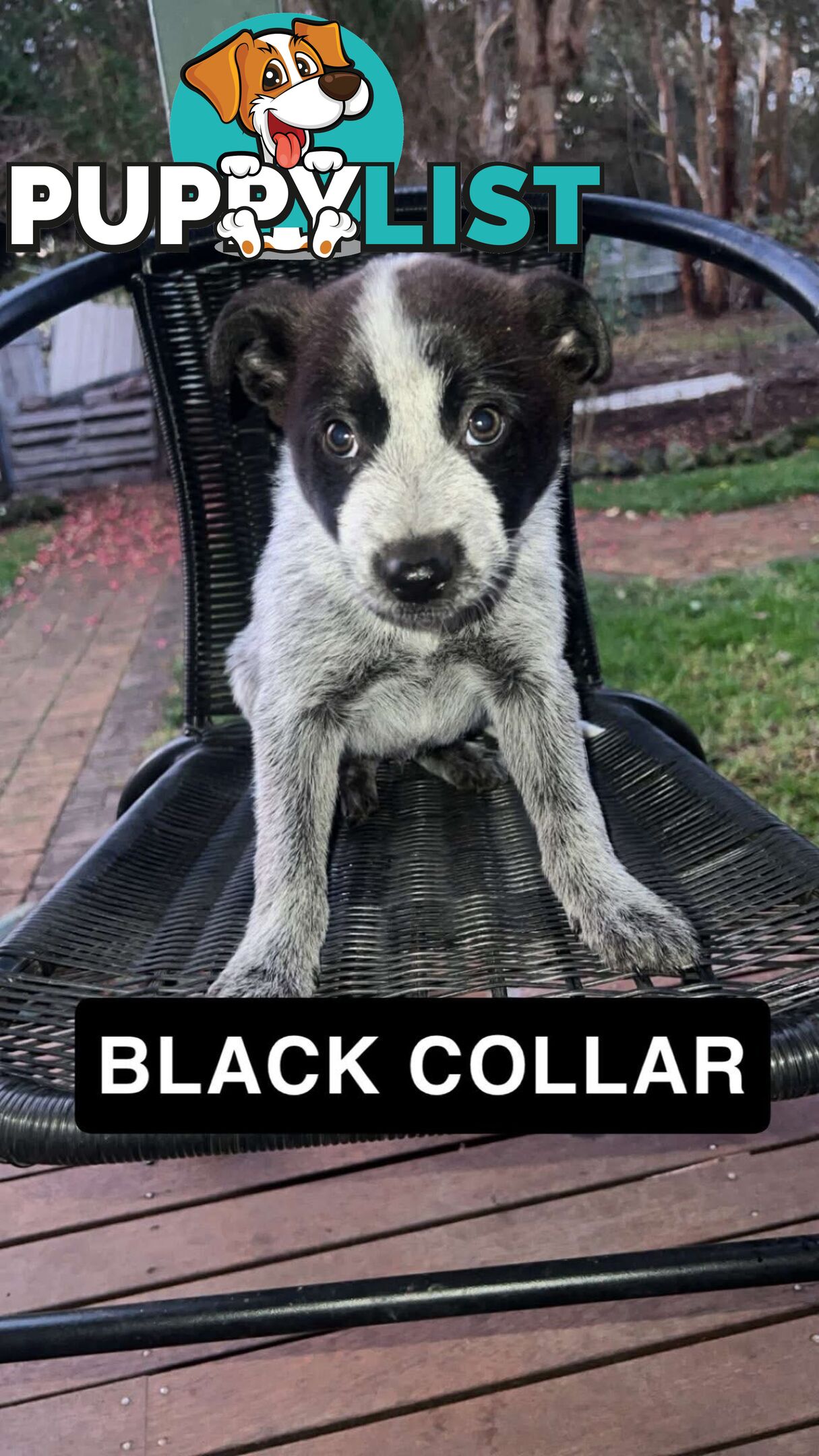 Australia cattle dogs
