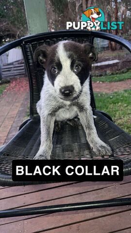 Australia cattle dogs