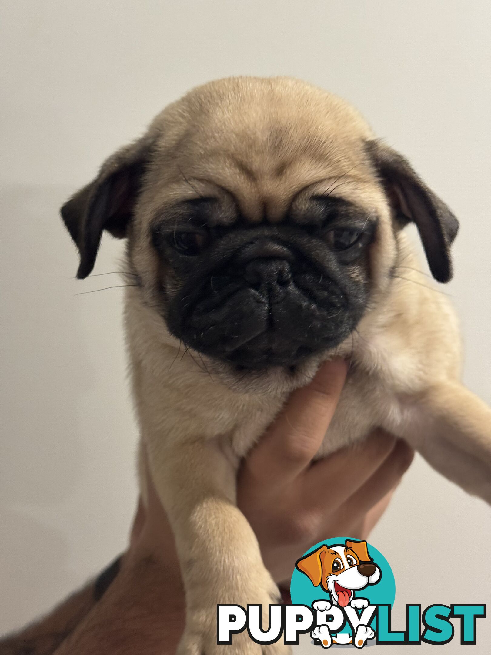 Two female Pugs