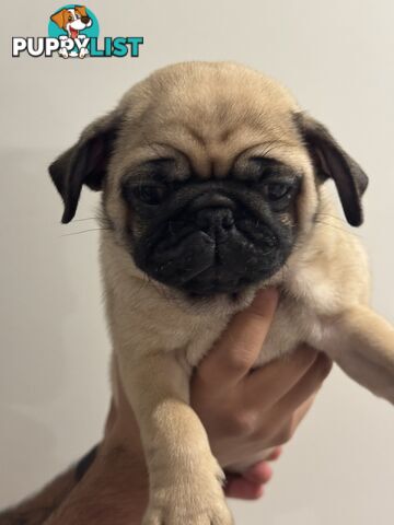 Two female Pugs