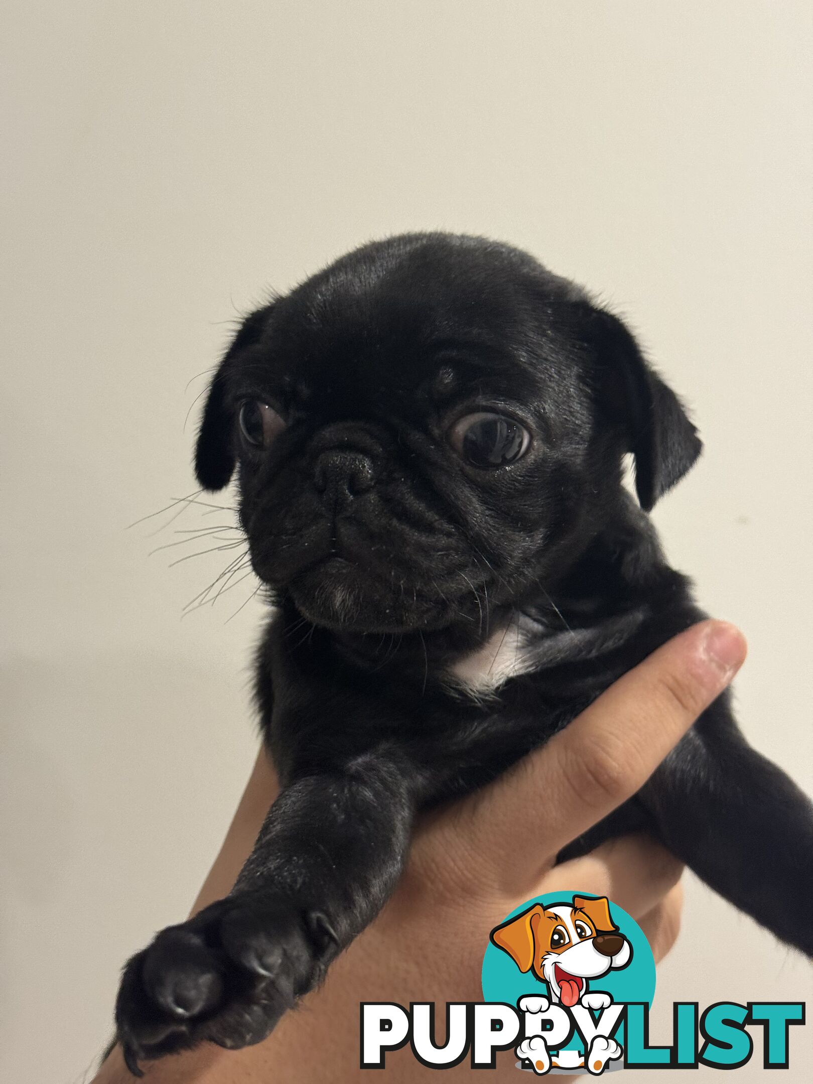 Two female Pugs
