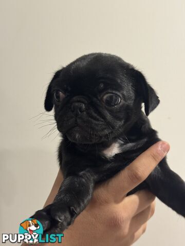 Two female Pugs