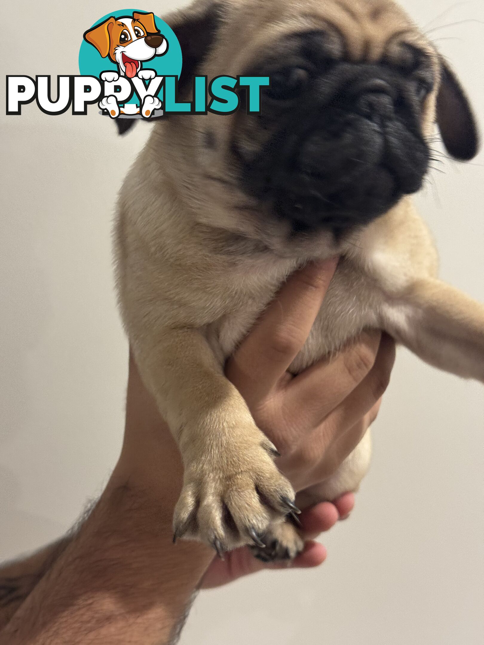 Two female Pugs