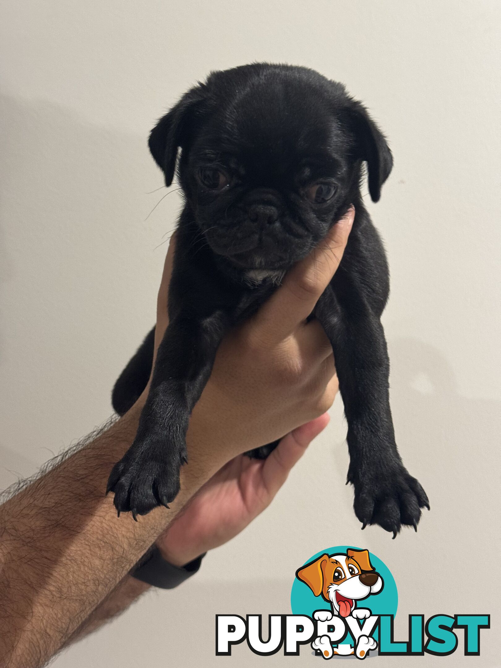 Two female Pugs