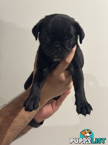 Two female Pugs