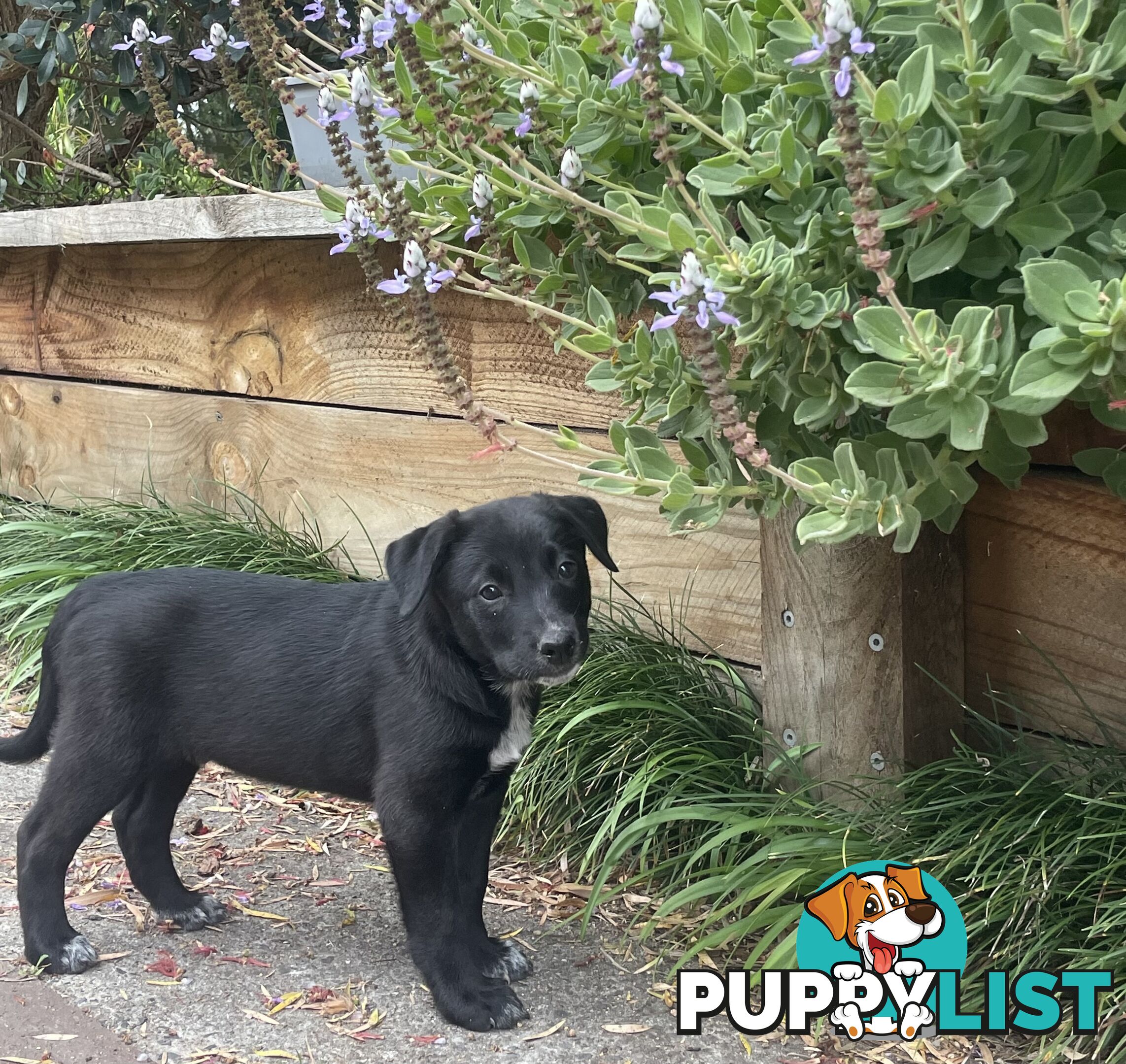 Heeler x Kelpie Pups