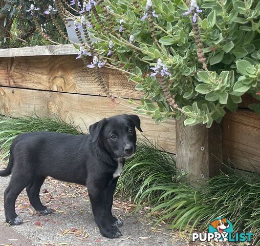 Heeler x Kelpie Pups