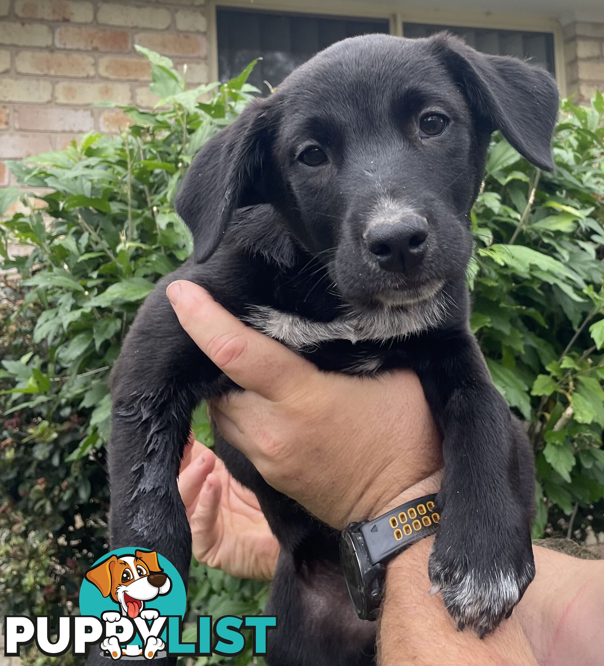 Heeler x Kelpie Pups