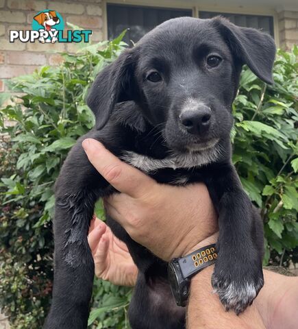 Heeler x Kelpie Pups