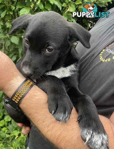 Heeler x Kelpie Pups