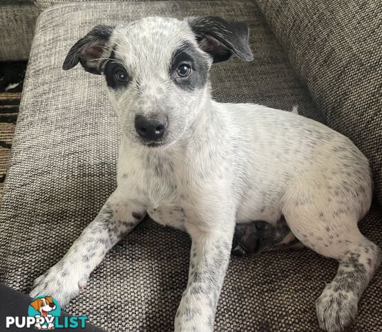 Heeler x Kelpie Pups