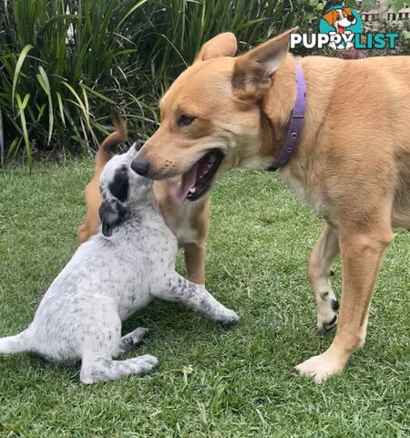 Heeler x Kelpie Pups