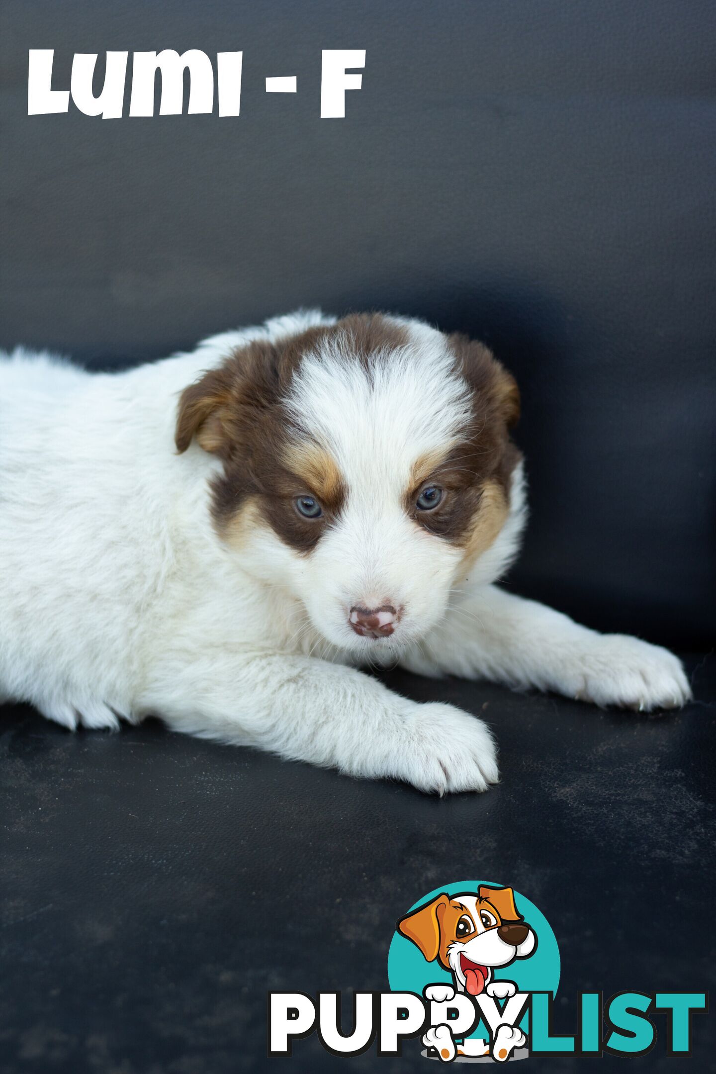 ONLY 4 LEFT Border Collie Puppies ready to go NOW!