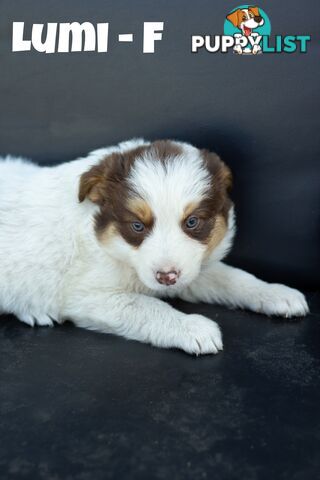 ONLY 4 LEFT Border Collie Puppies ready to go NOW!