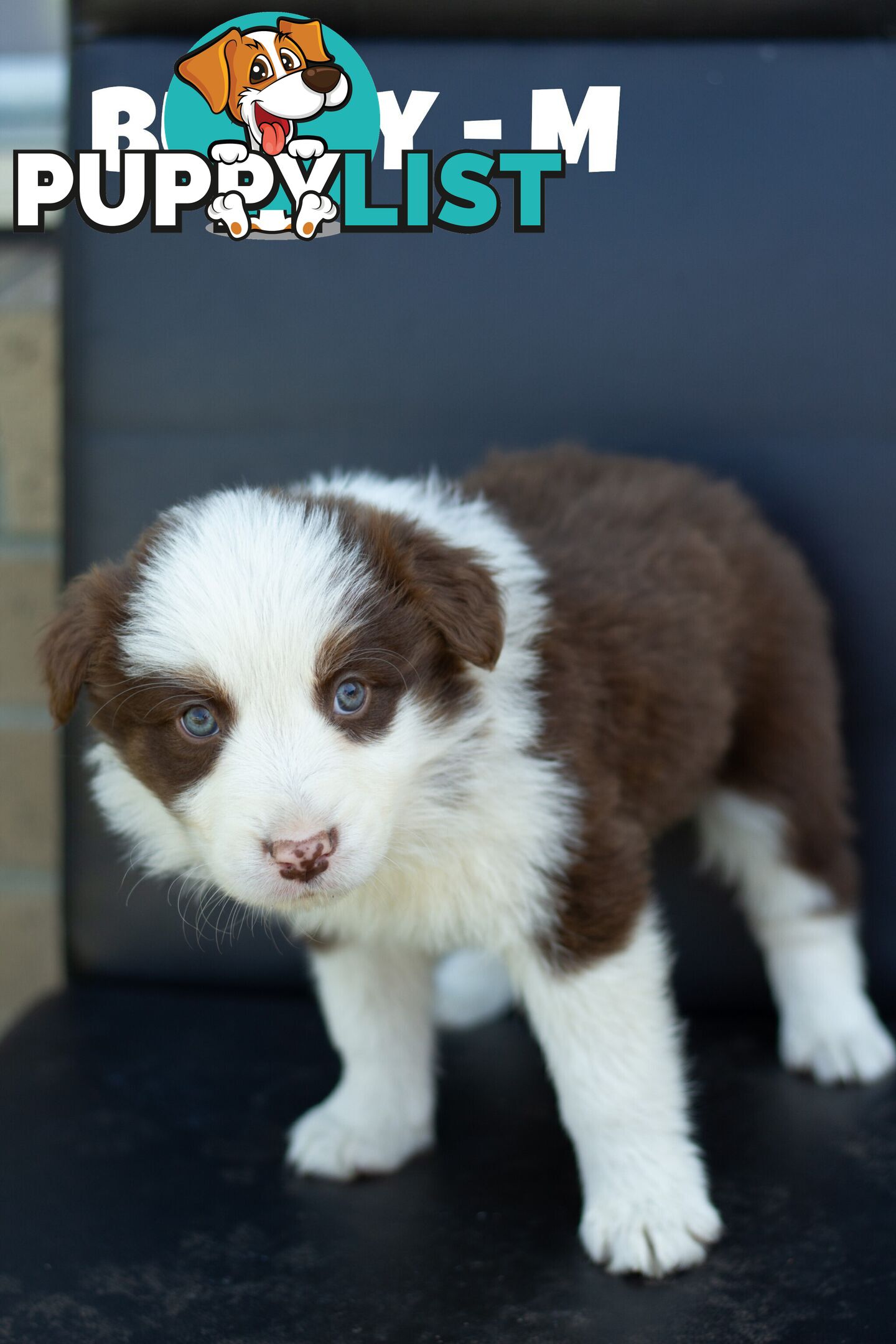 ONLY 4 LEFT Border Collie Puppies ready to go NOW!