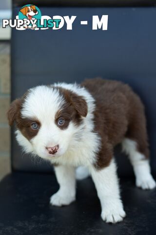 ONLY 4 LEFT Border Collie Puppies ready to go NOW!