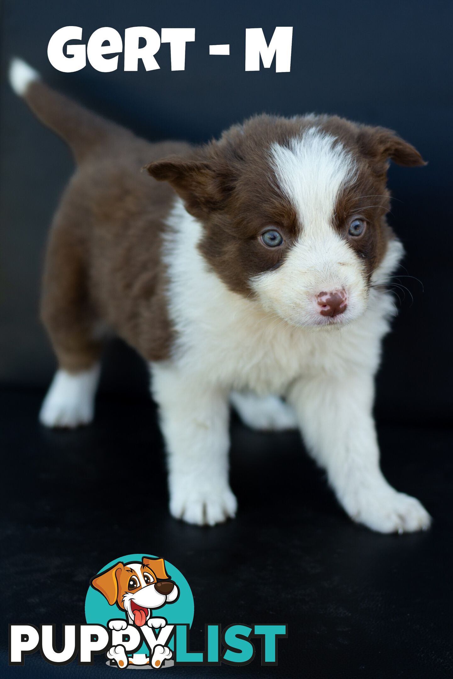 ONLY 4 LEFT Border Collie Puppies ready to go NOW!