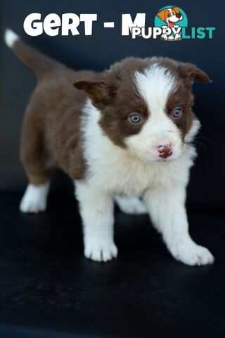 ONLY 4 LEFT Border Collie Puppies ready to go NOW!