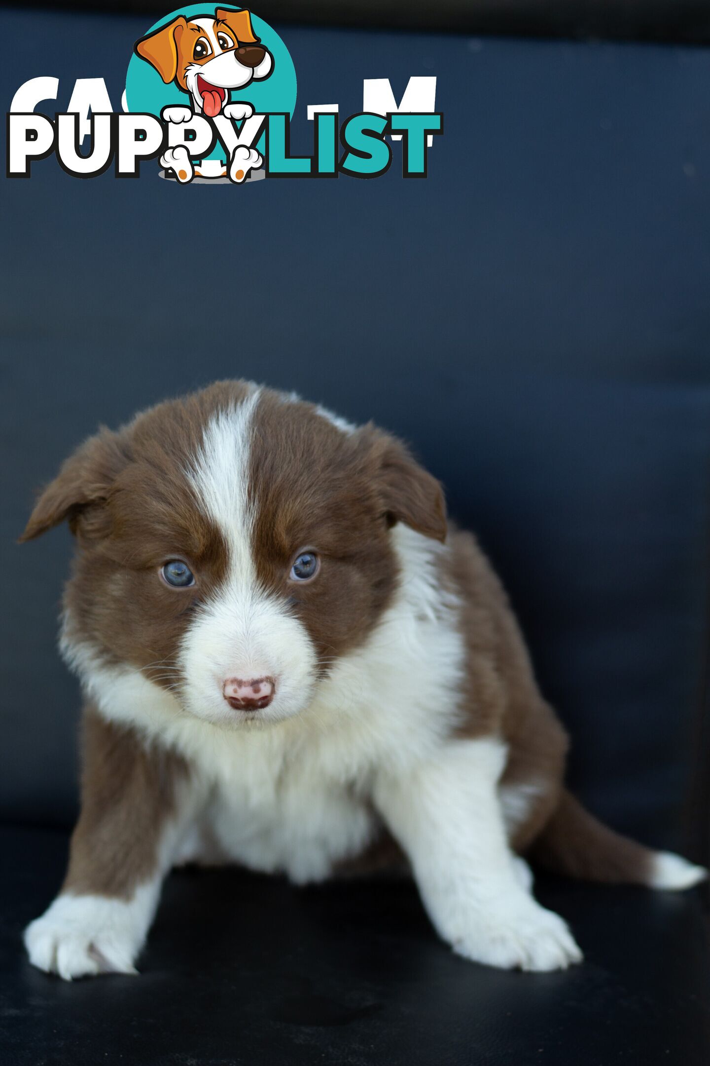 ONLY 4 LEFT Border Collie Puppies ready to go NOW!