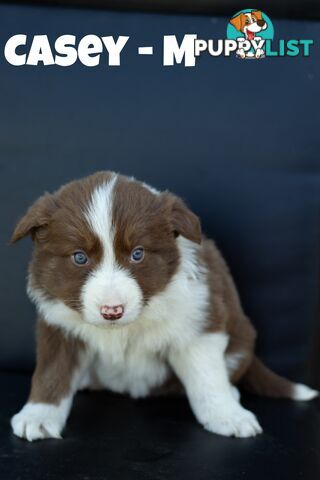 ONLY 4 LEFT Border Collie Puppies ready to go NOW!