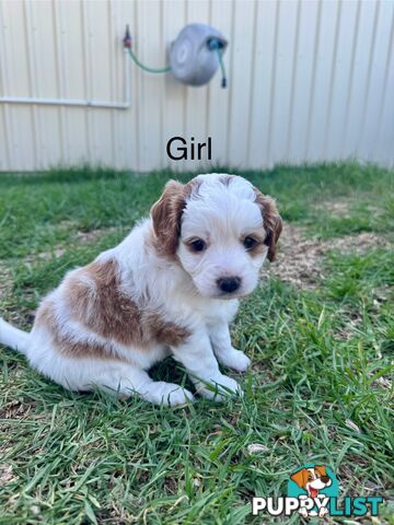 Miniatures Cavoodle Boy & Girl