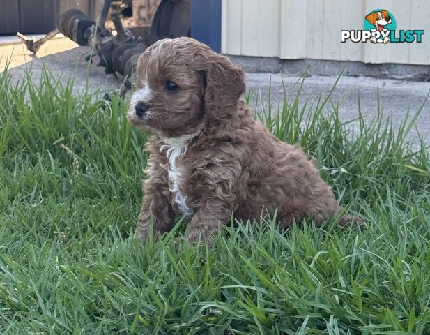 Miniatures Cavoodle Boy