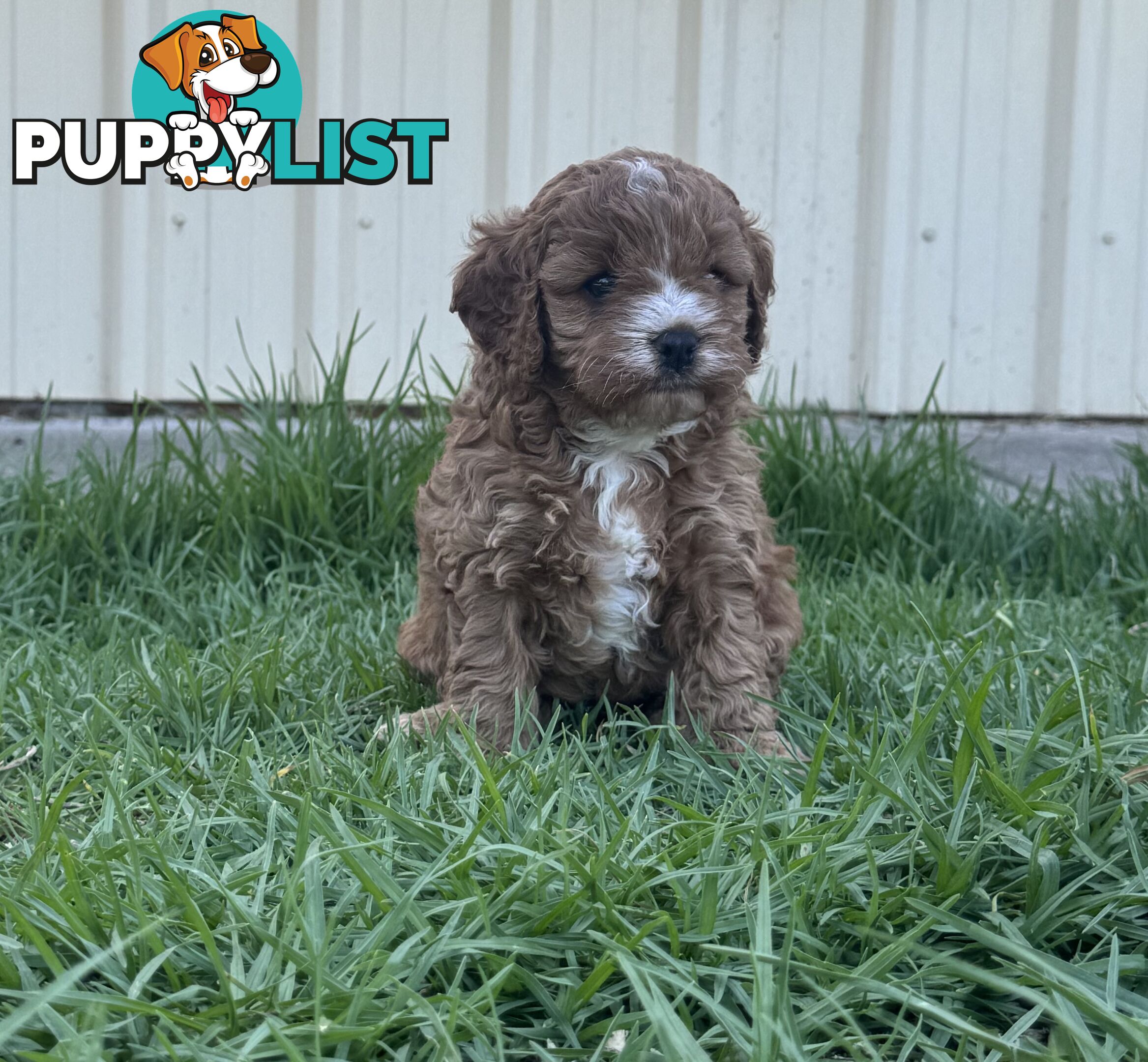 Miniatures Cavoodle Boy &amp; Girl