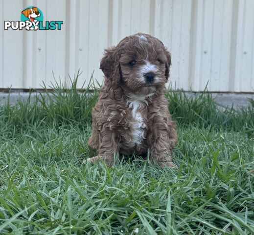 Miniatures Cavoodle Boy & Girl