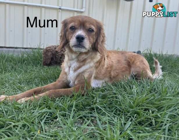 Miniatures Cavoodle Boy &amp; Girl