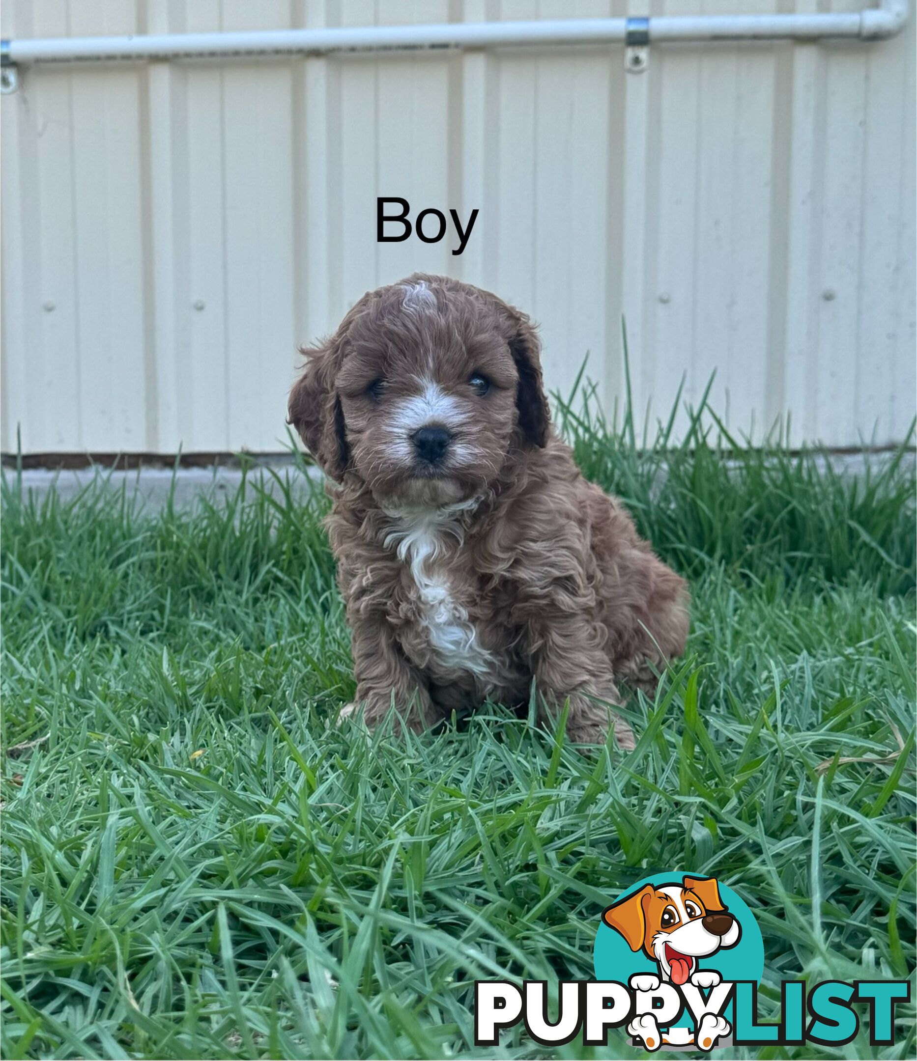 Miniatures Cavoodle Boy &amp; Girl