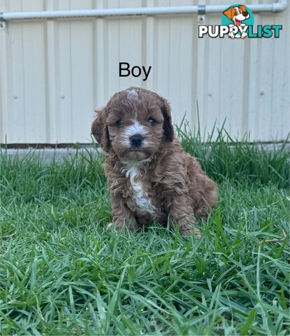 Miniatures Cavoodle Boy & Girl