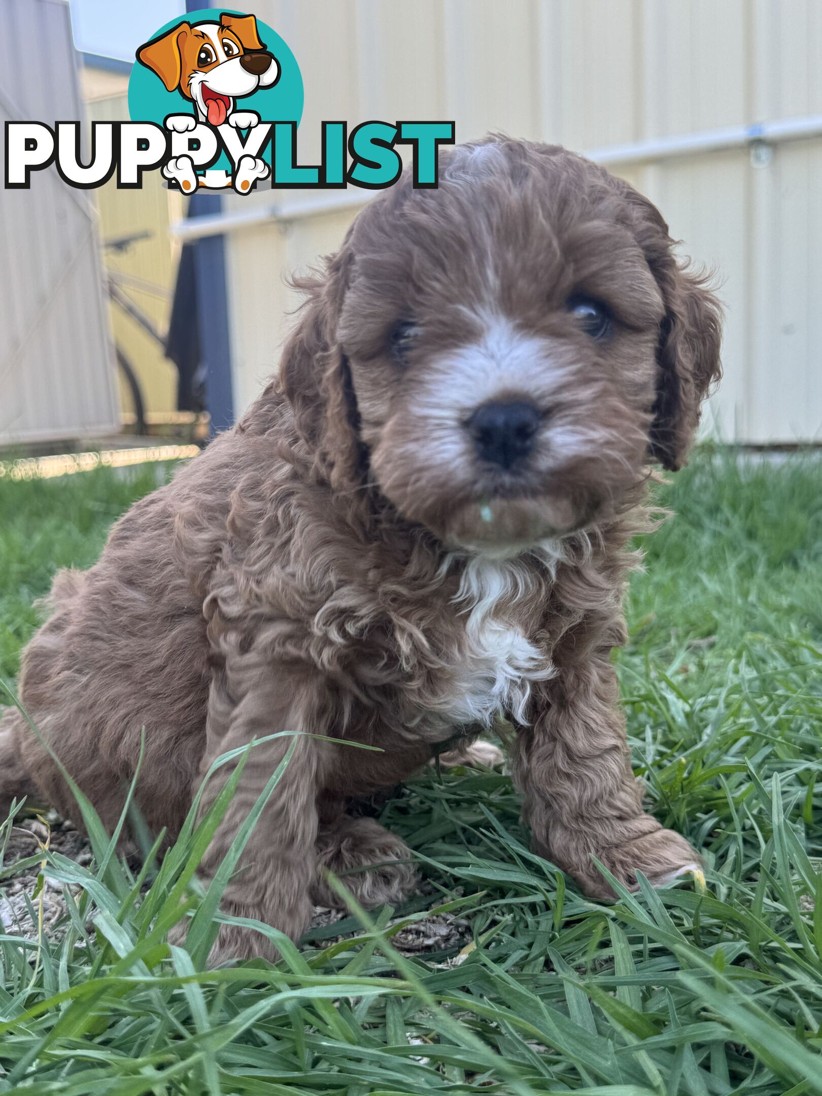 Miniatures Cavoodle Boy &amp; Girl