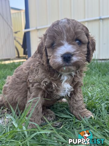 Miniatures Cavoodle Boy & Girl