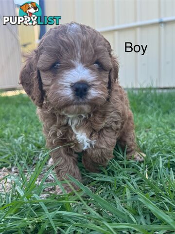 Miniatures Cavoodle Boy