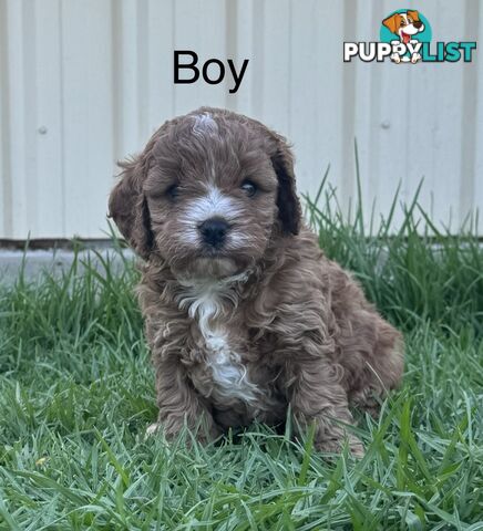 Miniatures Cavoodle Boy