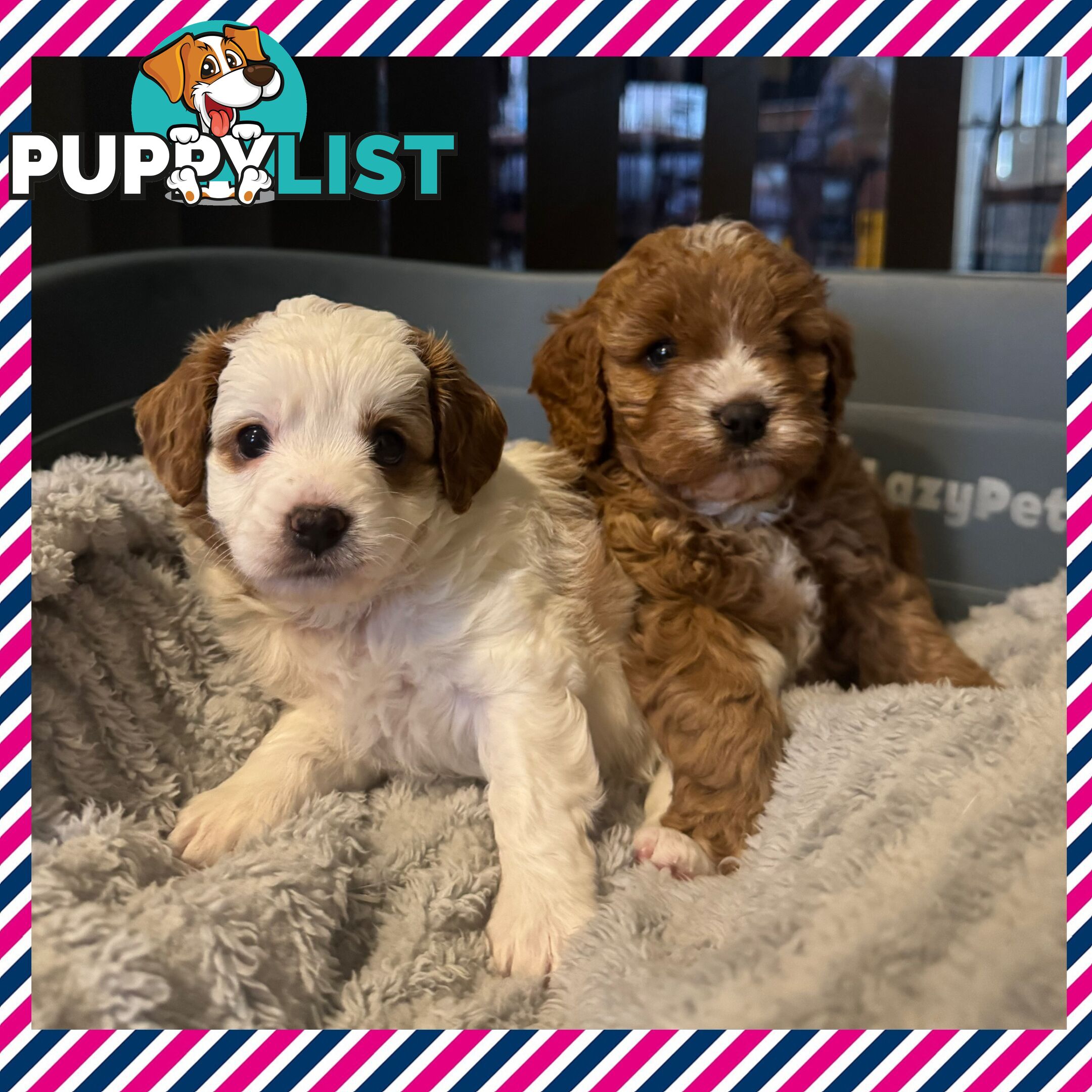 Miniatures Cavoodle Boy &amp; Girl