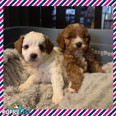 Miniatures Cavoodle Boy & Girl