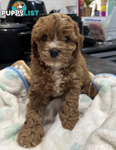 Miniatures Cavoodle Boy- pick up 7th Feb