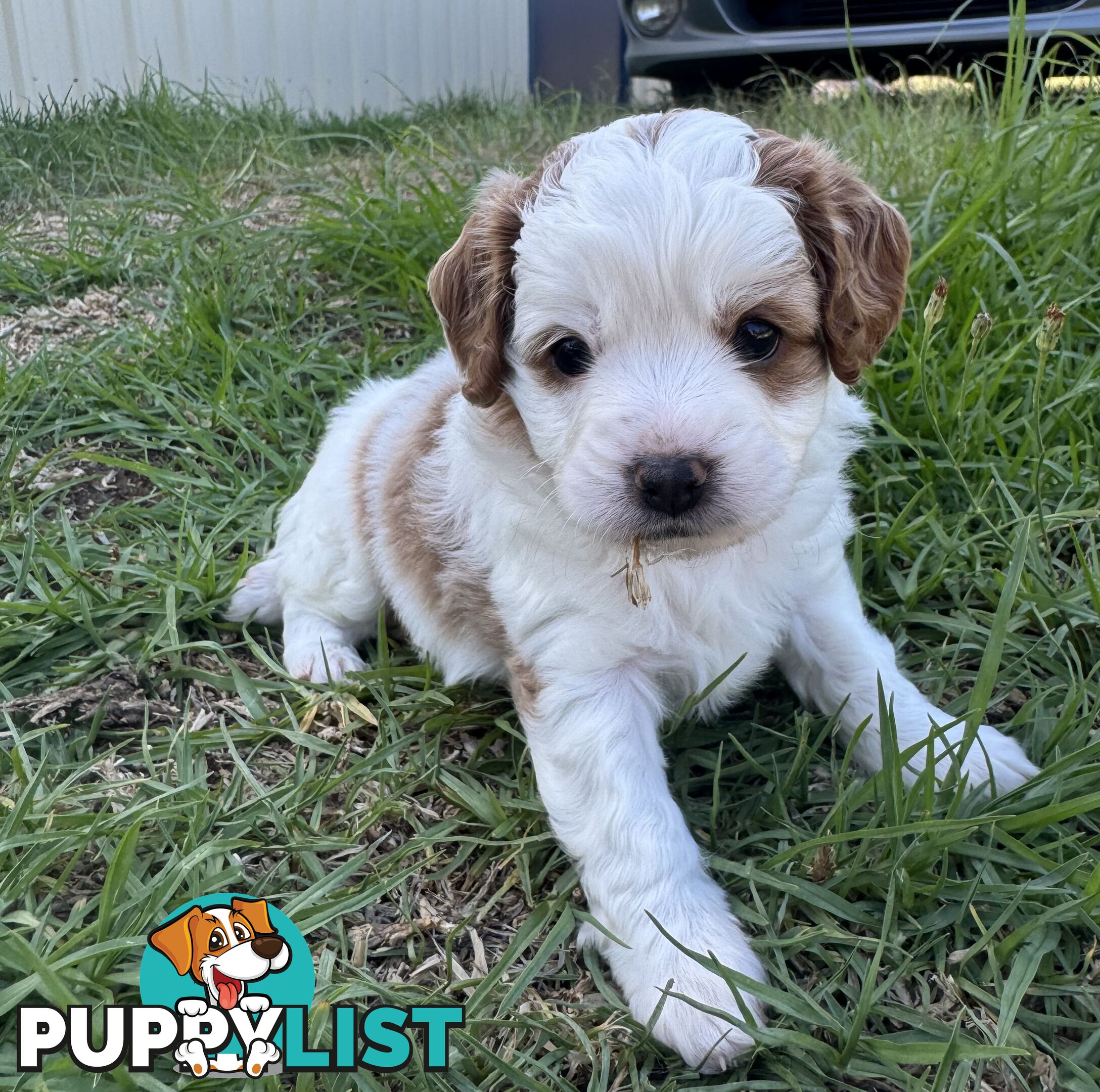 Miniatures Cavoodle Boy &amp; Girl